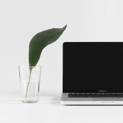 Plant with laptop